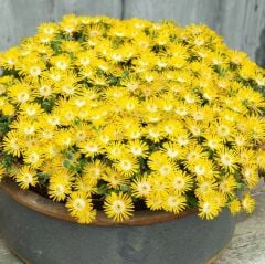 Yayılıcı Delasporma Yellow Sarı Buz Çiçeği Fidesi (2 Fide)