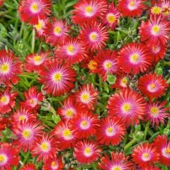 Yayılıcı Delasporma Red Kırmızı Buz Çiçeği Fidesi (2 Fide)