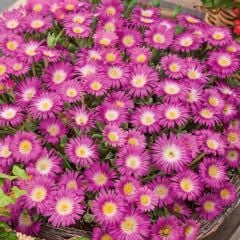 Yayılıcı Delasporma Hot Pink Buz Çiçeği Fidesi (2 Fide)