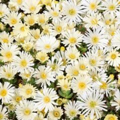 Yayılıcı Delasporma İce Cream Buz Çiçeği Fidesi (2 Fide)