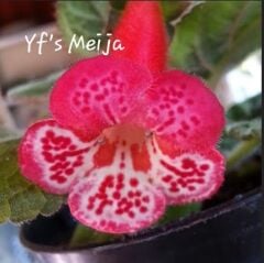 Özel Yf's Meija Kohleria Japon Küpelisi Çiçeği Fidesi (Mini Potta)