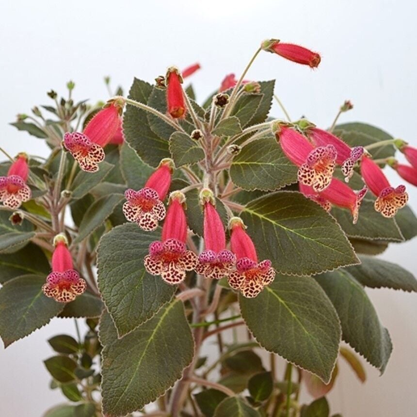 Özel Brimstone Kohleria Japon Küpelisi Çiçeği Fidesi (Mini Potta)