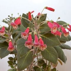 Özel Brimstone Kohleria Japon Küpelisi Çiçeği Fidesi (Mini Potta)