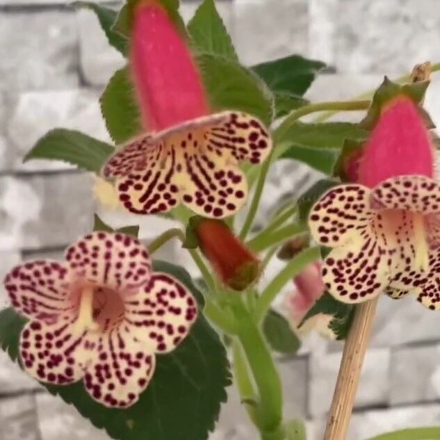 Özel Rf's 3 Kohleria Çiçeği Fidesi Kohleria Japon Küpelisi Çiçeği Fidesi (Mini Potta)