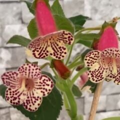 Özel Rf's 3 Kohleria Çiçeği Fidesi Kohleria Japon Küpelisi Çiçeği Fidesi (Mini Potta)