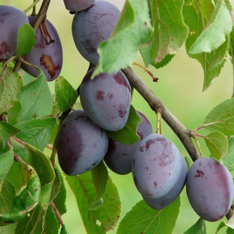 Tüplü Aşılı Yarıbodur Sofralık Kurutmalık Stanley Erik Fidanı