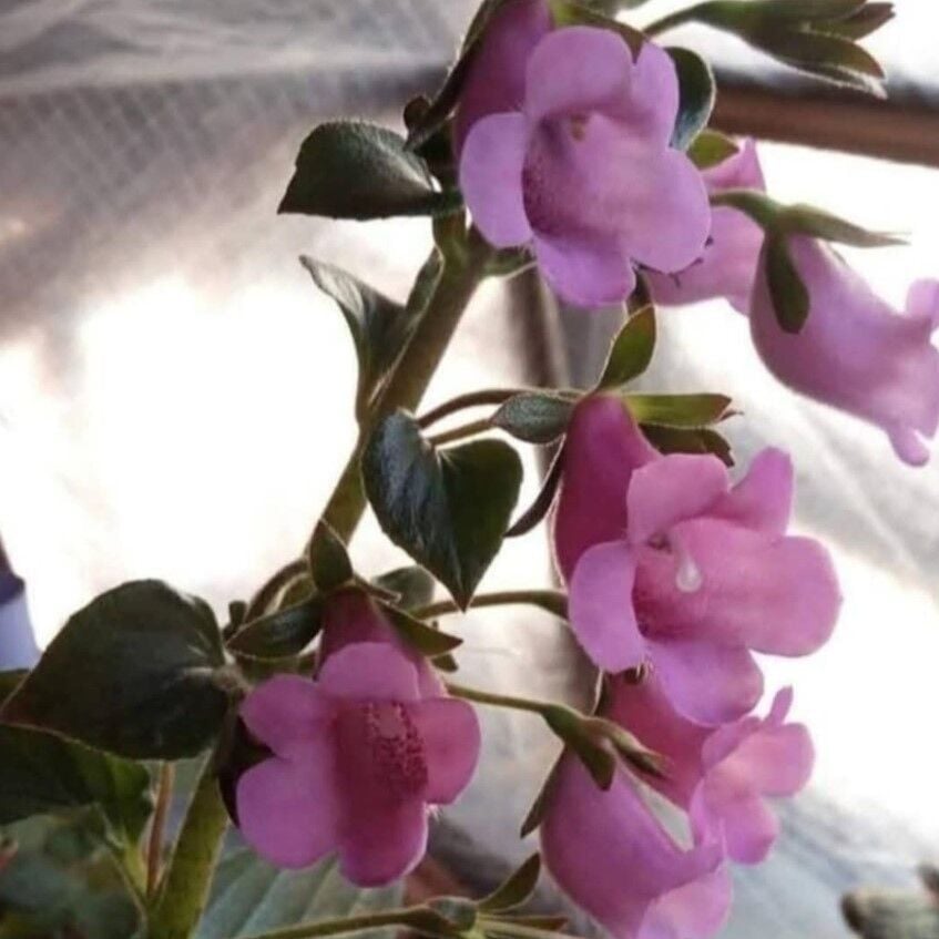 Özel X Gloximannia Arion Kohleria Çiçeği Fidesi Kohleria Japon Küpelisi Çiçeği Fidesi (Mini Potta)