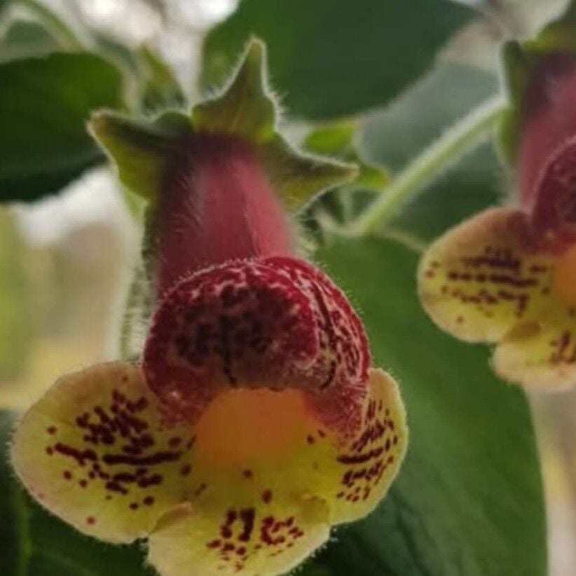 Özel Yf's Kitty Kohleria Japon Küpelisi Çiçeği Fidesi (Mini Potta)