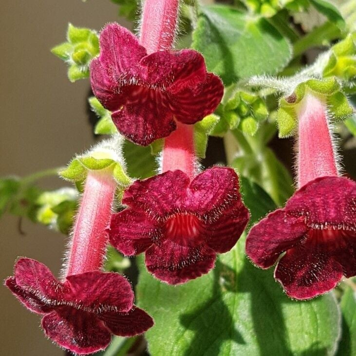 Özel Ni's Miilred Kohleria Çiçeği Fidesii (Mini Potta)