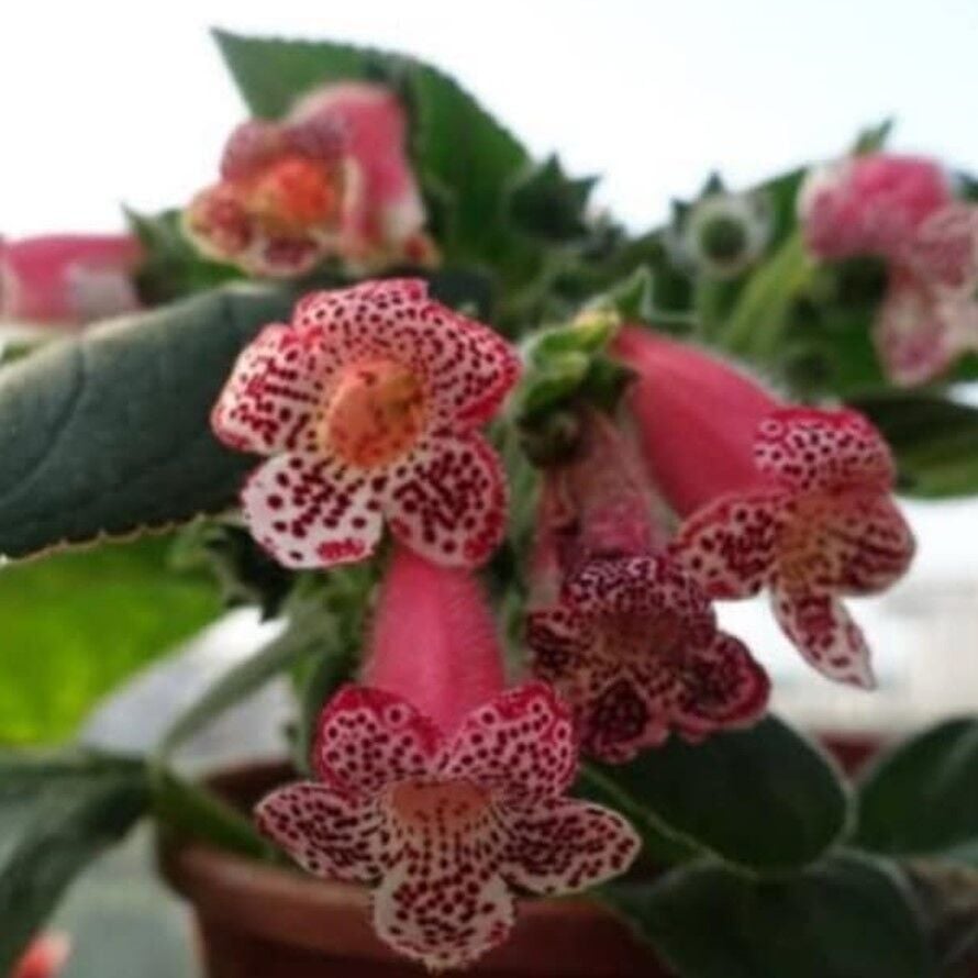 Özel Lys Freckles Beauty Kohleria Çiçeği Fidesii (Mini Potta)
