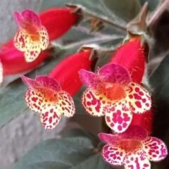 Özel Multiflora Kohleria Japon Küpelisi Çiçeği Fidesi (Mini Potta)