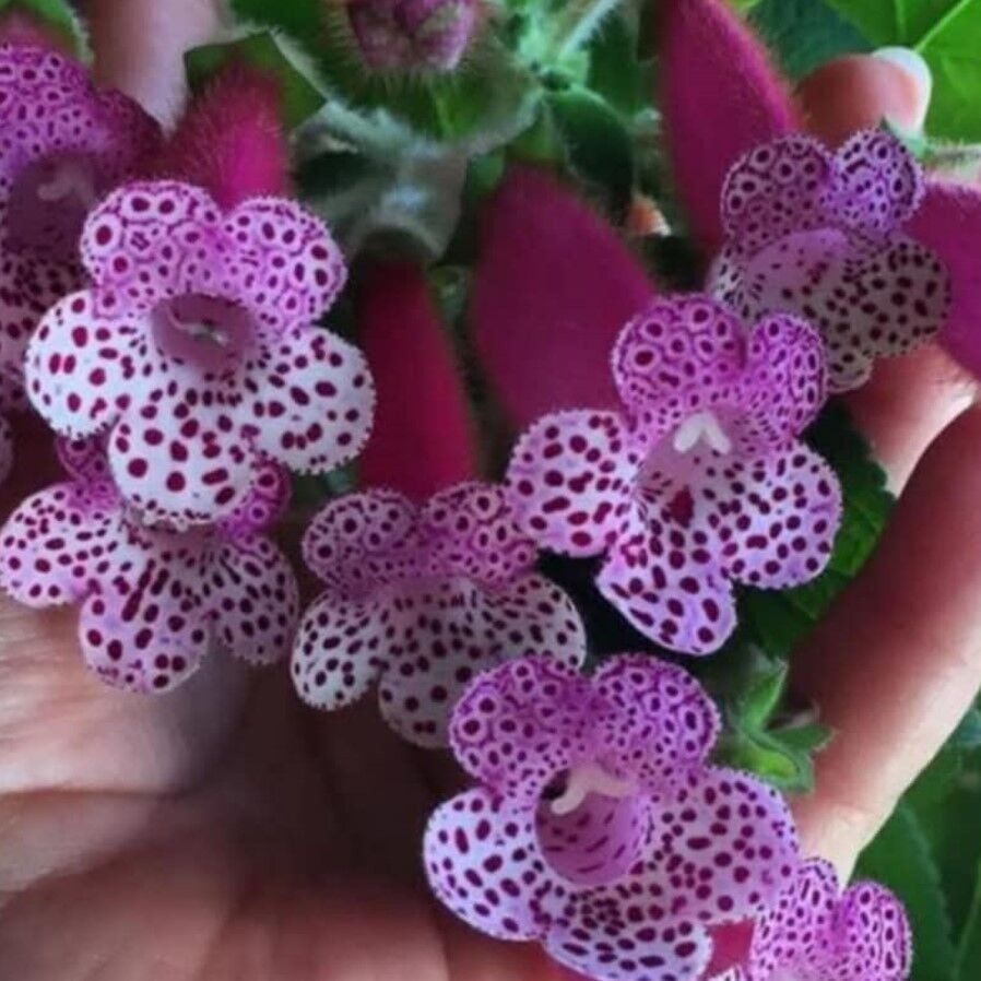 Özel Bts Maggie Kohleria Japon Küpelisi Çiçeği Fidesi (Mini Potta)