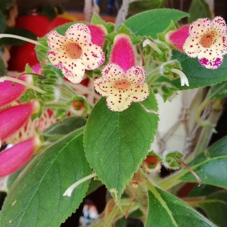 Özel Yf's Lysia Kohleria Japon Küpelisi Çiçeği Fidesi (Mini Potta)