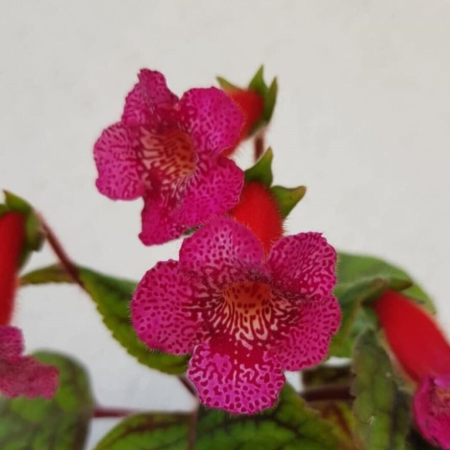 Özel Yf's Liv Kohleria Japon Küpelisi Çiçeği Fidesi (Mini Potta)