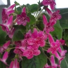 Özel Rongo Kohleria Japon Küpelisi Çiçeği Fidesi (Mini Potta)