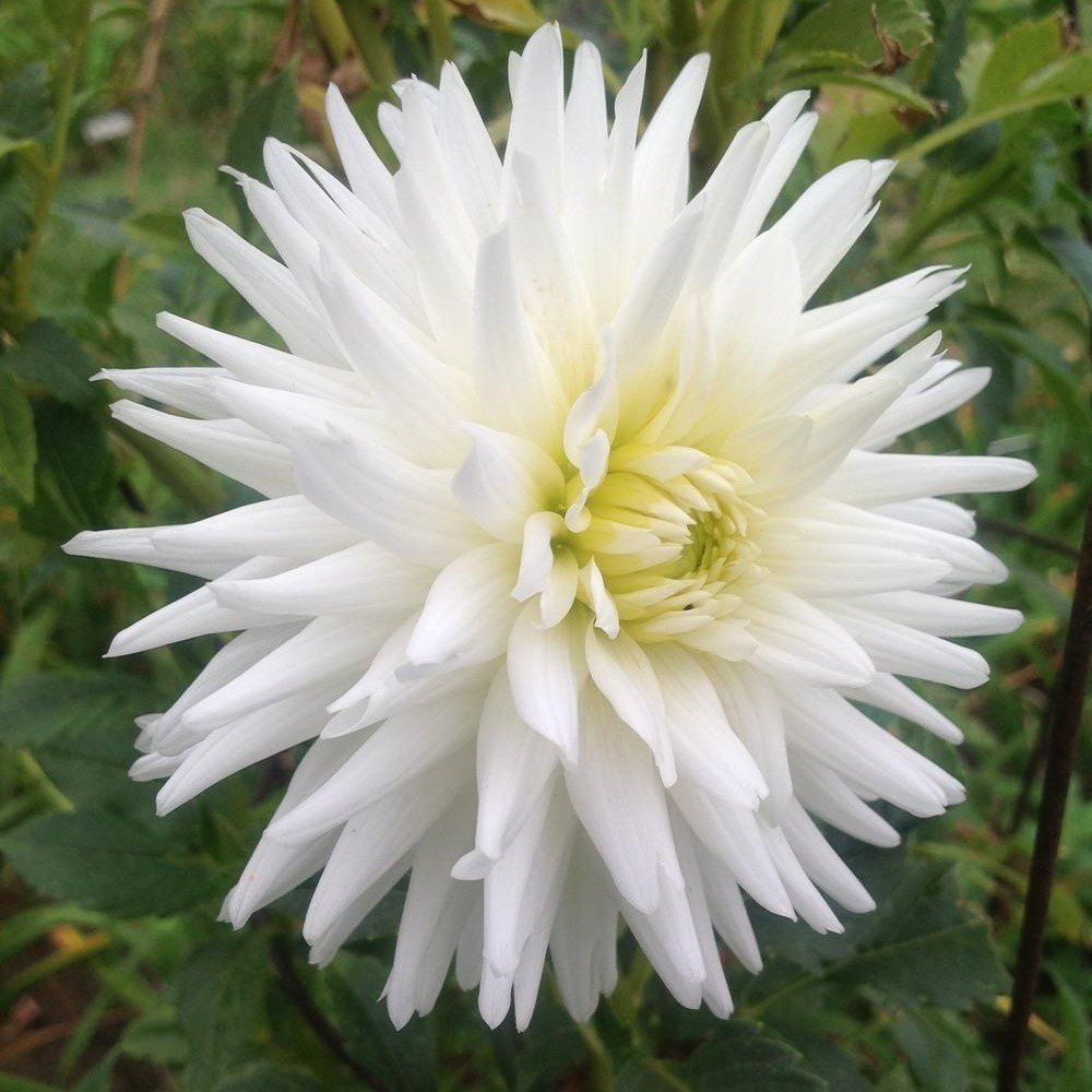 My Love Dahlia İri Yıldız Çiçeği Yumrusu (1 Adet)