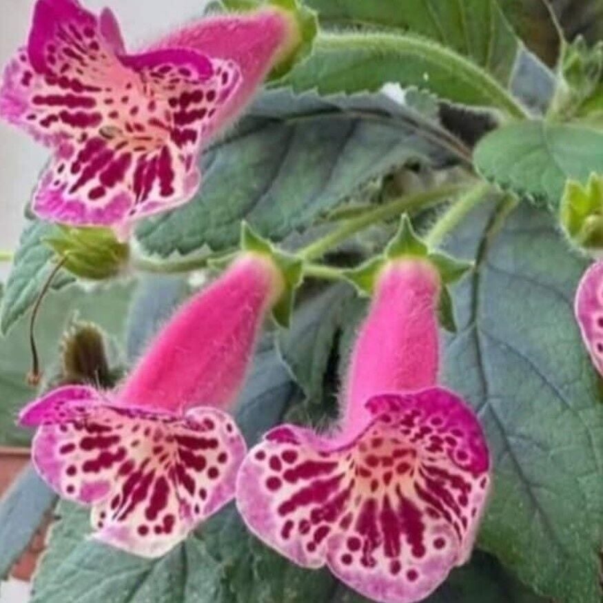 Özel Yf's Dance Kohleria Japon Küpelisi Çiçeği Fidesi (Mini Potta)