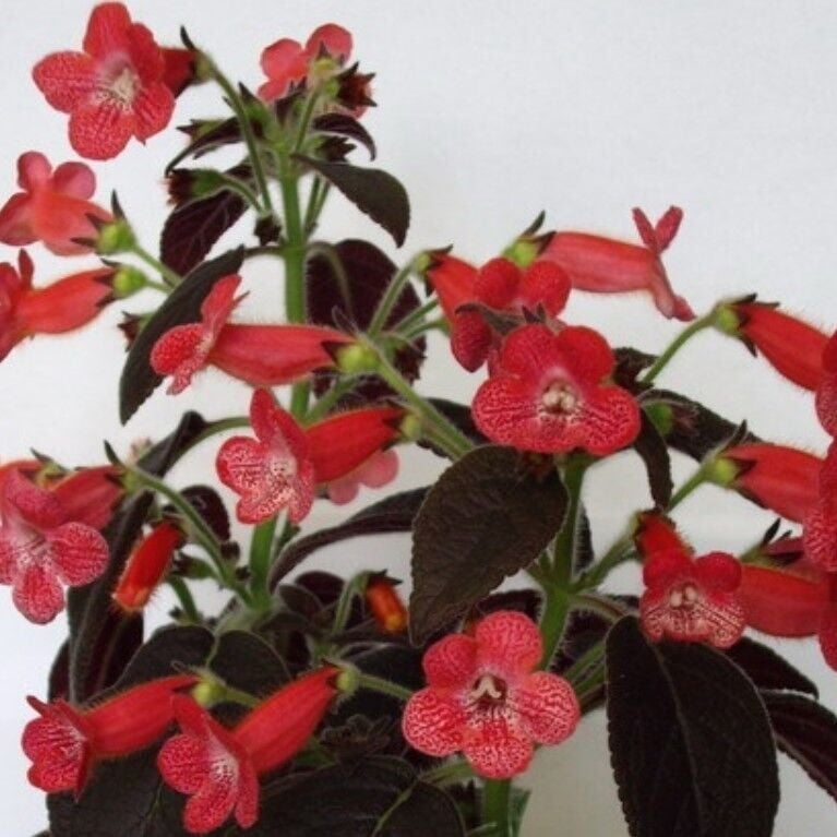 Özel Dark Shadow Kohleria Japon Küpelisi Çiçeği Fidesi (Mini Potta)