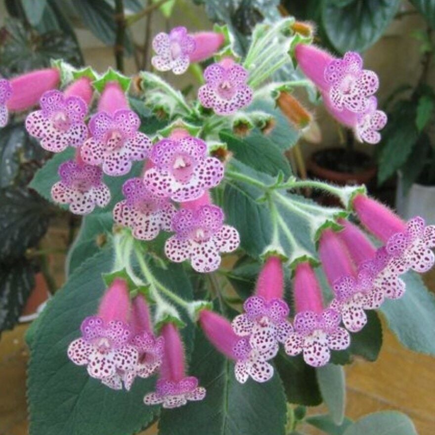 Özel Thads Uncle Ron Kohleria Japon Küpelisi Çiçeği Fidesi (Mini Potta)