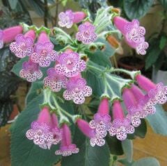 Özel Thads Uncle Ron Kohleria Japon Küpelisi Çiçeği Fidesi (Mini Potta)