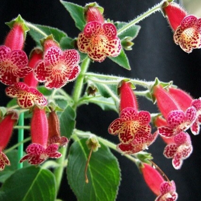 Özel Lucifer Kohleria Japon Küpelisi Çiçeği Fidesi (Mini Potta(Kopya)