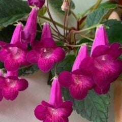 Özel X Smithicodonia Joy Kohleria Japon Küpelisi Çiçeği Fidesi (Mini Potta