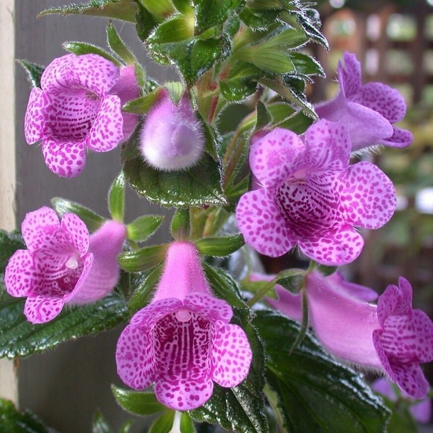 Özel X Gloximannia She Dancing Kohleria Çiçeği Fidesi Kohleria Japon Küpelisi Çiçeği Fidesi (Mini Potta)