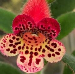 Özel Srg's Black Jack Kohleria Japon Küpelisi Çiçeği Fidesi (Mini Potta)