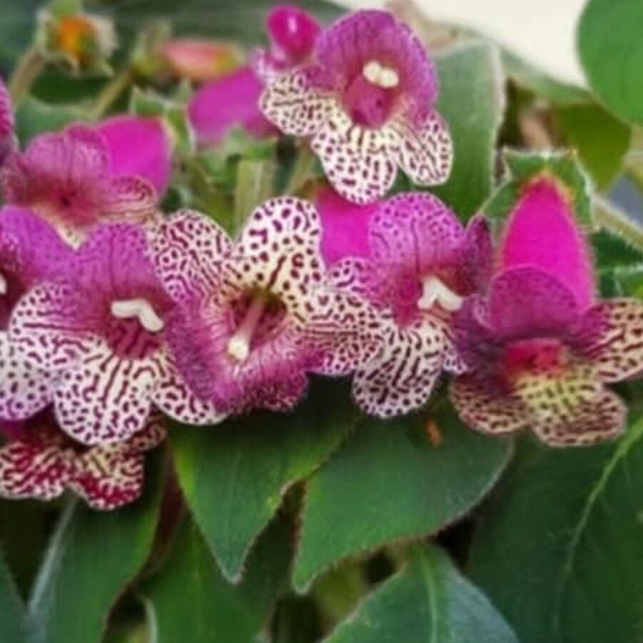 Özel Srg's Bitter Chocolate  Kohleria Japon Küpelisi Çiçeği Fidesi (Mini Potta)