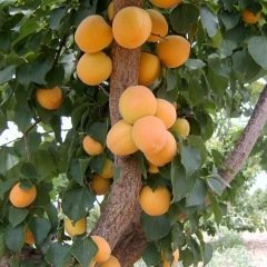 Tüplü Aşılı Yarı Bodur Erkenci Ninfa Kayısı Fidanı
