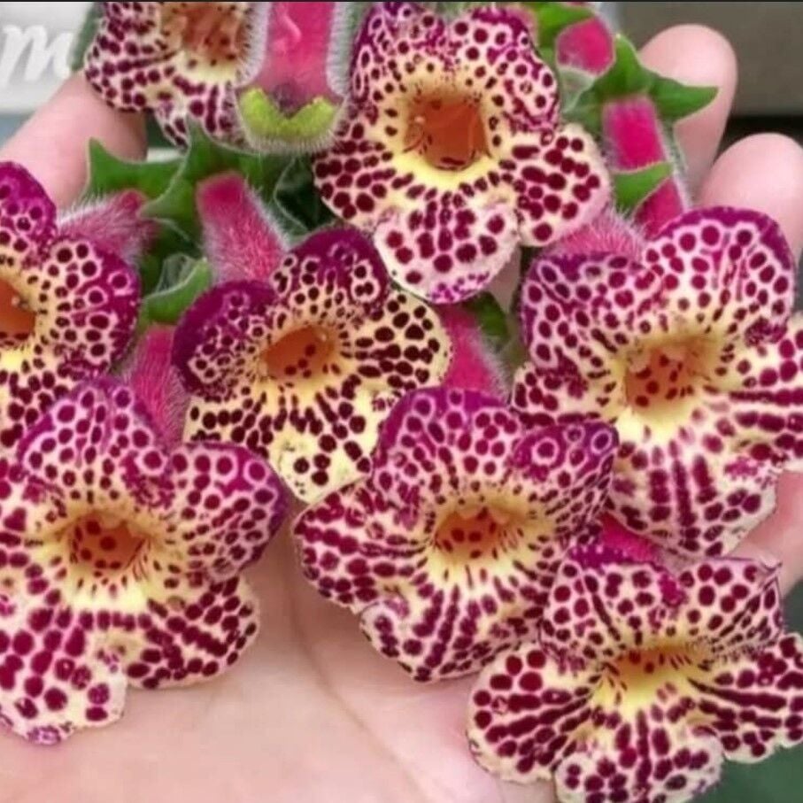 Özel Ni's Whence Kohleria Japon Küpelisi Çiçeği Fidesi (Mini Potta)