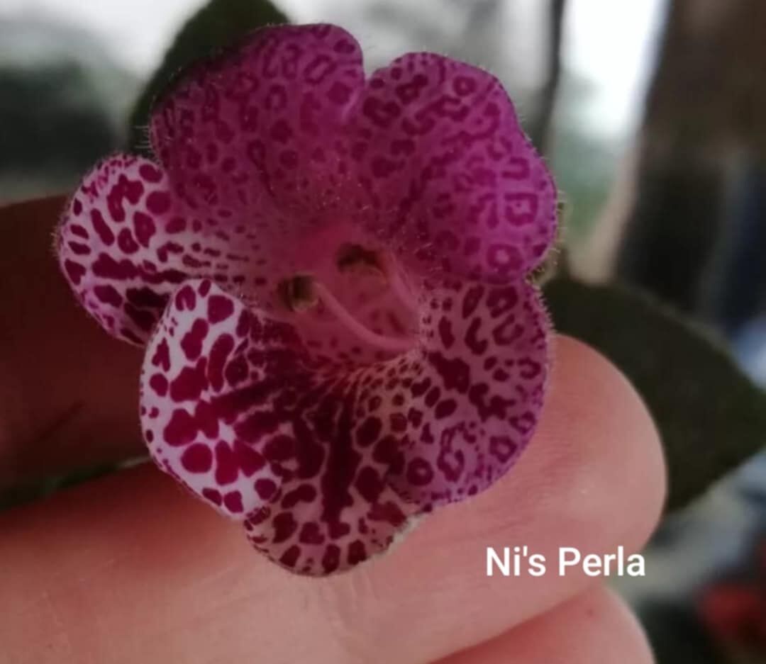 Özel Ni's Perla Kohleria Japon Küpelisi Çiçeği Fidesi (Mini Potta)