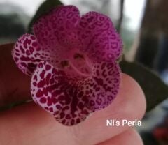 Özel Ni's Perla Kohleria Japon Küpelisi Çiçeği Fidesi (Mini Potta)