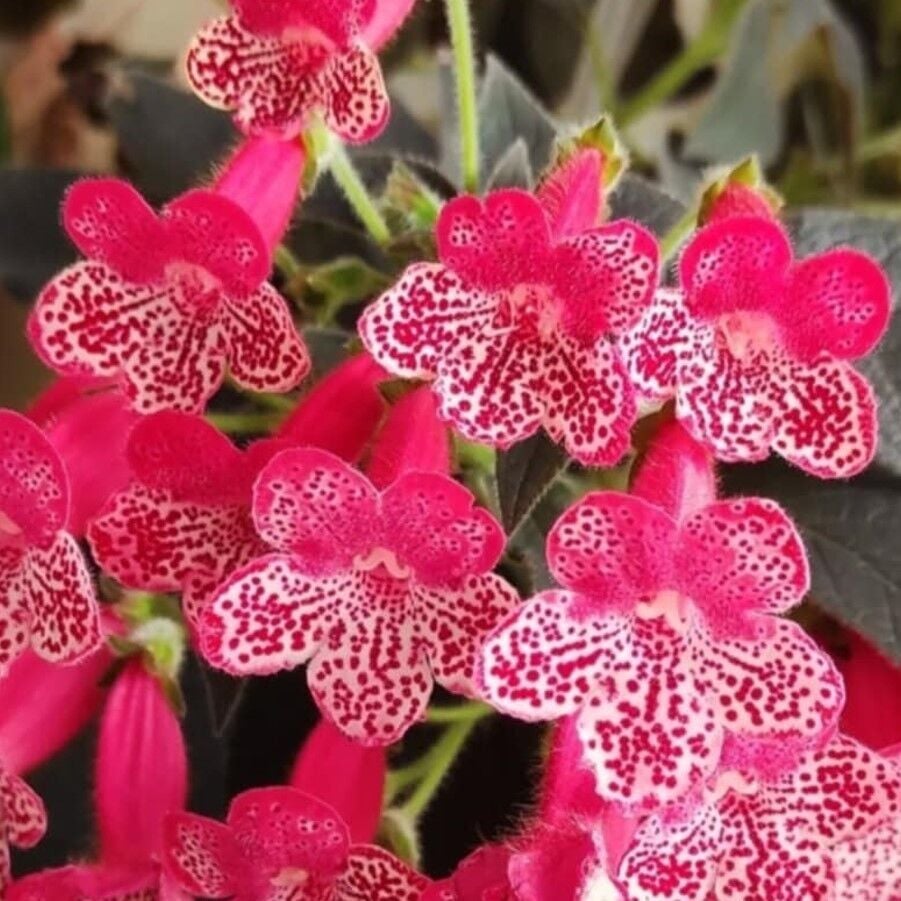 Özel Quen Victor Kohleria Japon Küpelisi Çiçeği Fidesi (Mini Potta)