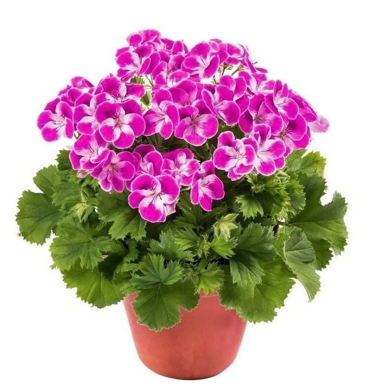 Sınırlı Stok Nadir Renkler Pinkerbell Sardunya Canan Çiçeği Fidesi (1 Fide)