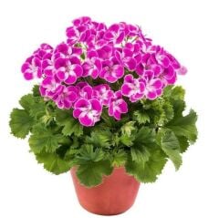 Sınırlı Stok Nadir Renkler Pinkerbell Sardunya Canan Çiçeği Fidesi (1 Fide)