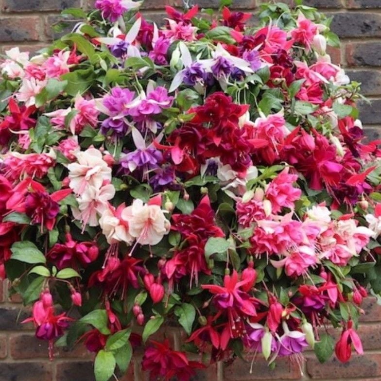 Sarkıcı XXL Çiçekli Fuchusia Karışık Küpeli Küpe Çiçeği Fidesi (20 Fide)