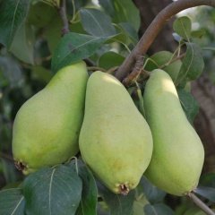 Tüplü Aşılı Tam Bodur Erkenci Aromatik Akça Armut Fidanı