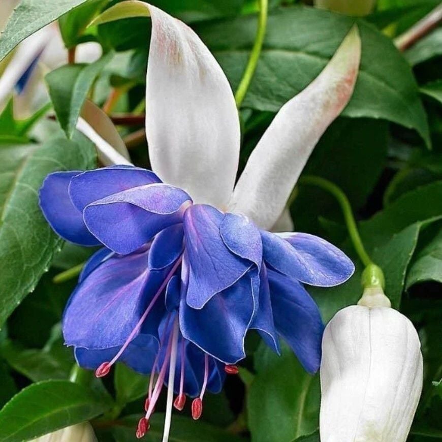 Özel Sınırlı Stok Katmerli Blue Angel Küpe Çiçeği Fidesi (1 Fide)