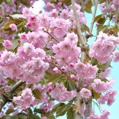 Tüplü Katmerli Prunus Kanzan Süs Kirazı Fidanı