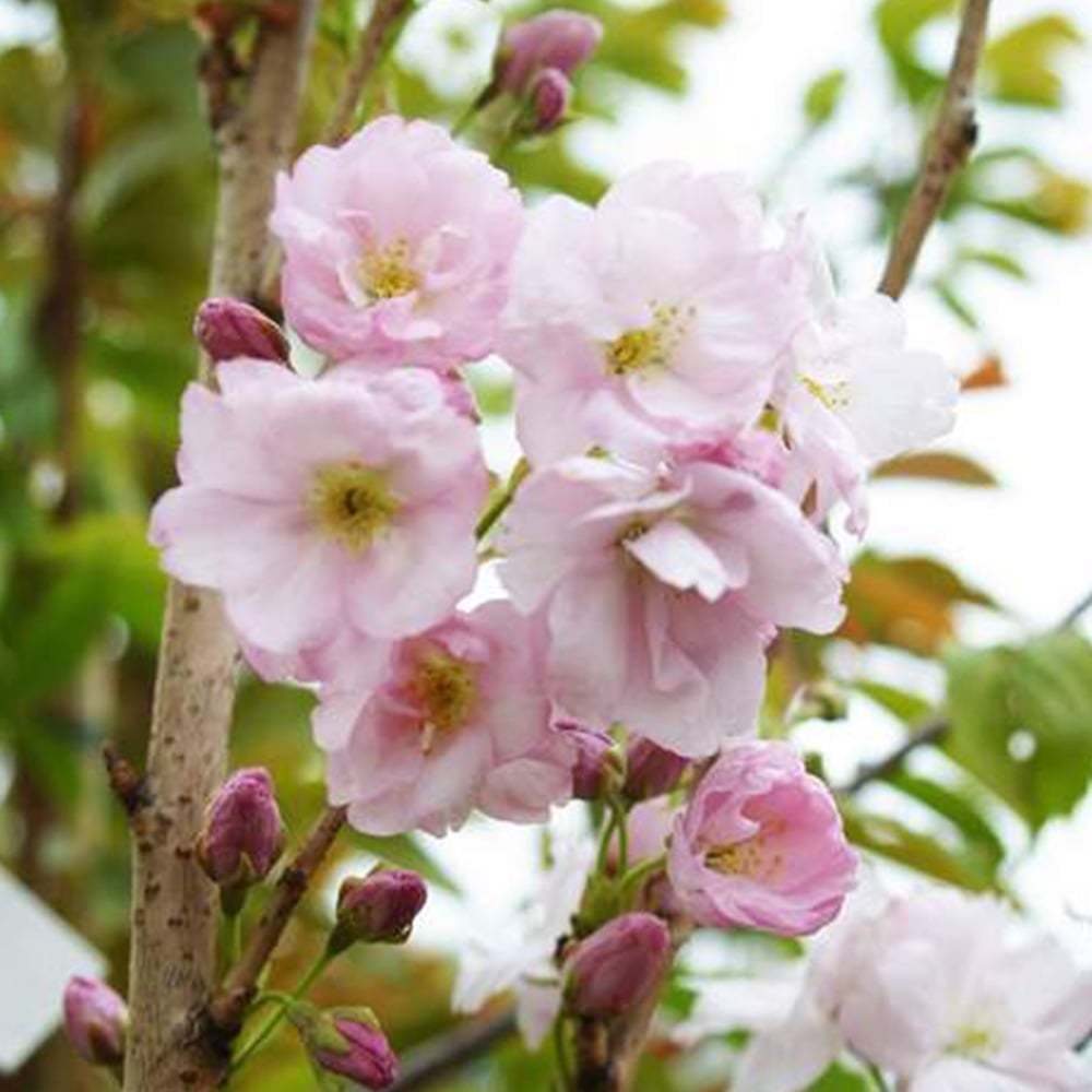 Tüplü Katmerli Prunus Amanogawa Süs Kirazı Fidanı