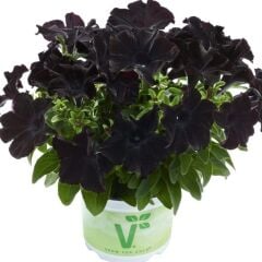 Petunia Atkinsiana Back To Black Siyah Petunya Çiçeği Fidesi (1 Fide)