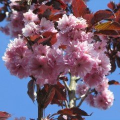 Tüplü Katmerli Prunus R.Burgundy Süs Kirazı Fidanı
