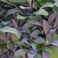 Purple Winged Mor Renkli Adaçayı Fidesi (3 adet)