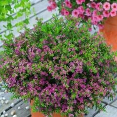 Soğuklara Dayanıklı Sarkan Sepetler İçin Multi Çiçekli Myrto Pink Küfeya Çiçeği Fidesi (1 Fide)