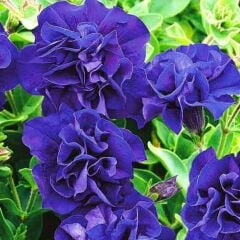 Tumbelina Belinda Kokulu Katmerli Sarkıcı Petunya Çiçeği Fidesi (1 Fide)