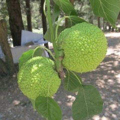 Tüplü Ender Tür Yalancı Portakal Ağacı (Maclura Pomifera) Fidanı