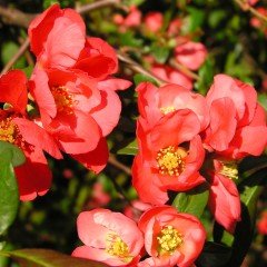 Tüplü Japanese Quince Japon Ayvası Fidanı