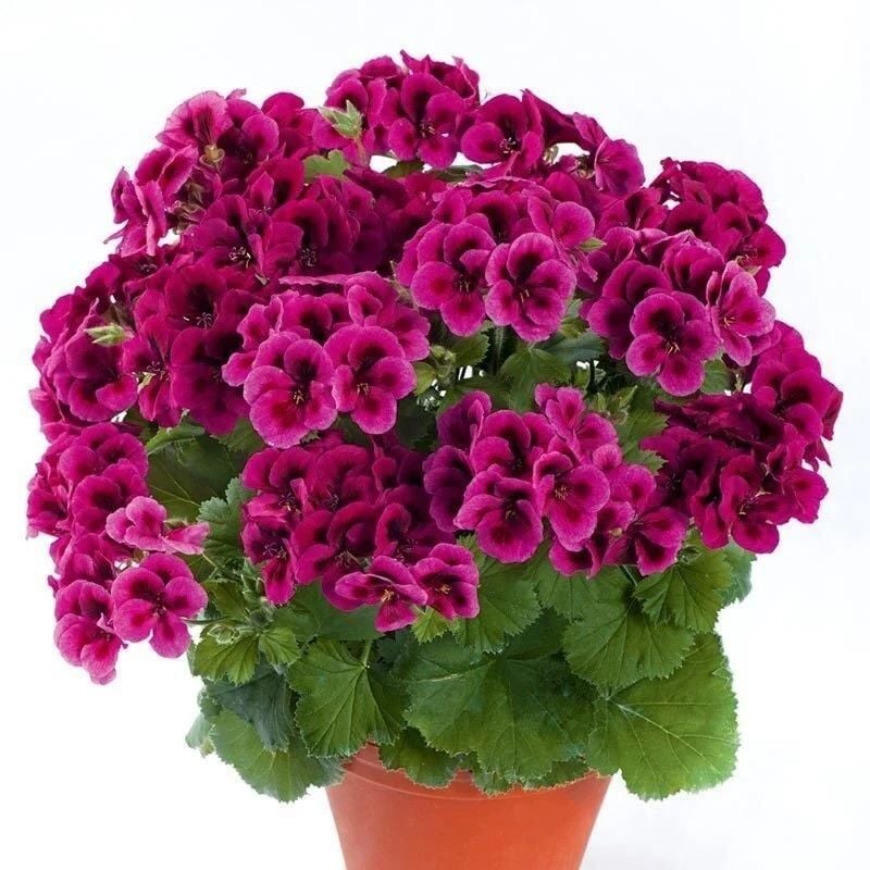 Clarion Violet Menekşe Çiçekli Sardunya Canan Çiçeği Fidesi (1 Fide)