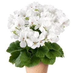 Clarion White Beyaz Çiçekli Sardunya Canan Çiçeği Fidesi (1 Fide)